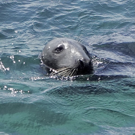 seal